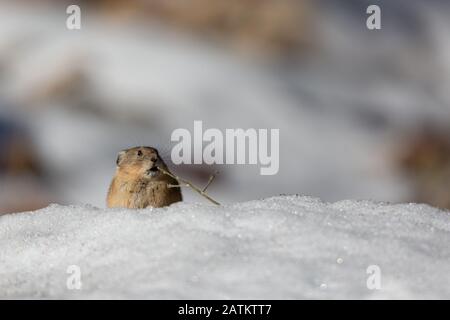 American Pika, Bridger–Teton National Forest, Wyoming, Stati Uniti. Foto Stock