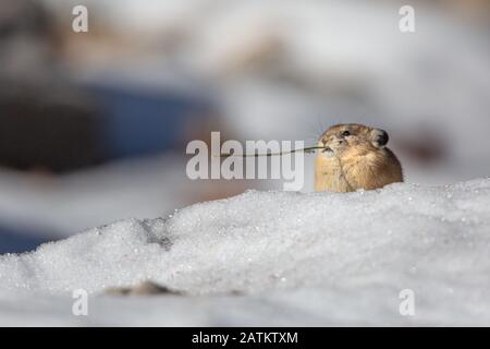 American Pika, Bridger–Teton National Forest, Wyoming, Stati Uniti. Foto Stock