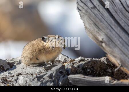 American Pika, Bridger–Teton National Forest, Wyoming, Stati Uniti. Foto Stock