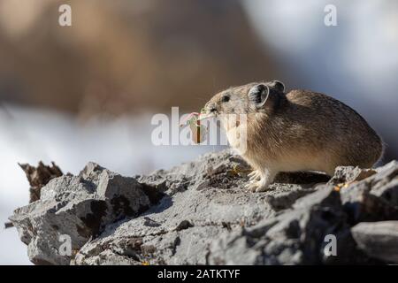 American Pika, Bridger–Teton National Forest, Wyoming, Stati Uniti. Foto Stock