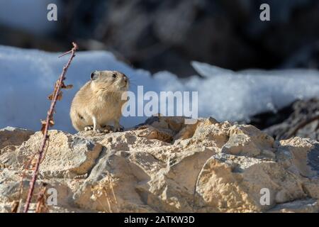 American Pika, Bridger–Teton National Forest, Wyoming, Stati Uniti. Foto Stock