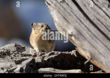 American Pika, Bridger–Teton National Forest, Wyoming, Stati Uniti. Foto Stock