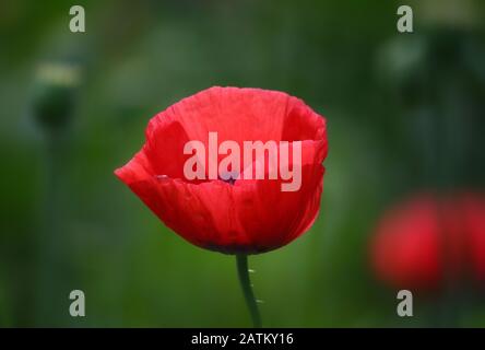 Rosso papavero fiore vicino su contro sfondo verde sfocato Foto Stock