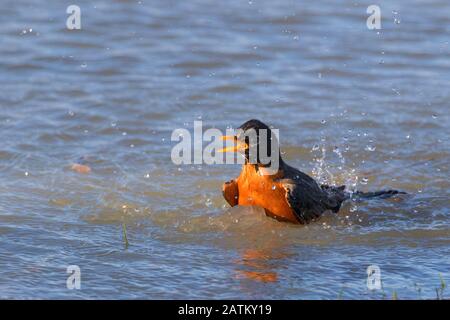 Americano Robin uccello bagnare in un grande spruzzi d'acqua Foto Stock