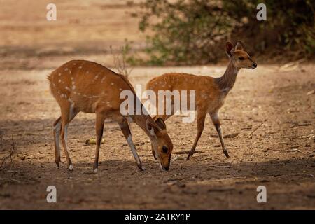 Cape Bushbuck - Tragelaphus scriptus è una specie diffusa di antilope nell'Africa sub-sahariana. Simile alla chewel si riferisce ad alcune letteratura scientifica Foto Stock