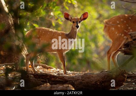 Cape Bushbuck - Tragelaphus scriptus è una specie diffusa di antilope nell'Africa sub-sahariana. Simile alla chewel si riferisce ad alcune letteratura scientifica Foto Stock