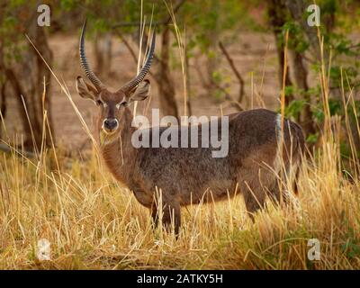 Waterbuck - Kobus ellipsiprymnus grande antilope trovato ampiamente in Africa sub-sahariana. Esso è disposto in genere Kobus della famiglia bovidi. Foto Stock