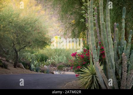 Bella luce che brilla sul cactus al Desert Botanical Garden a Phoenix, Arizona. Foto Stock