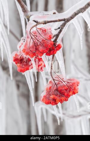 Frutti di bosco americani di montagna (Sorbus americana) racchiusi in ghiaccio, gennaio, Lago superiore, Cook County, MN, USA, da Dominique Braud/Dembinsky Photo Asso Foto Stock