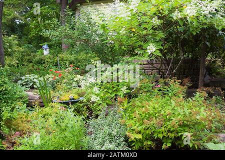 Red Papaver rhoeas - Poppy comune, bianco Hydrangea paniculata 'grandiflora', Dianthus gracianopolitanus 'Firewitus' - garofani, Centranthus ruber ' Foto Stock