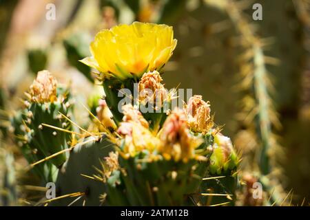 Bella luce che brilla sul cactus al Desert Botanical Garden a Phoenix, Arizona. Foto Stock