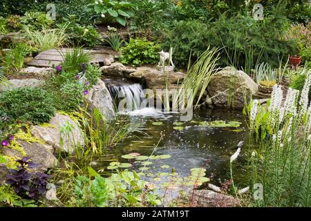 Nymphaea - Waterlily pads, Acorus calamus 'Variegatus in stagno roccioso con cascata, passerella in legno delimitata da Picea abies - Strisciante Norvegia. Foto Stock