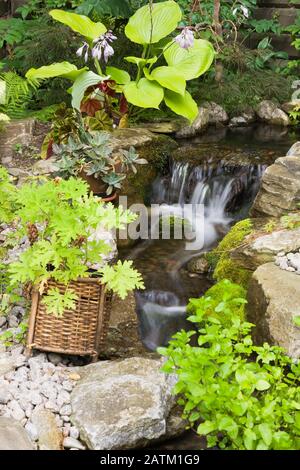 Cascata delimitata da Myosotis scorpioides sempervirrens - acqua dimenticata-me-non, Pelargonium graveolens - Rose Geranium in cesto di vimini Foto Stock