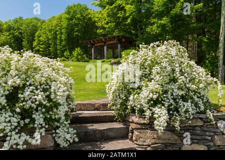 Scalate e pareti in pietra naturale delimitate da Spiraea prunifolia bianco fioritura 'Bridal Wreath' - arbusti di Spirea in giardino residenziale cortile con gazebo. Foto Stock