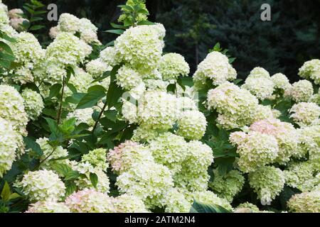 Hydrangea paniculata 'limelight' in giardino cortile in estate Foto Stock