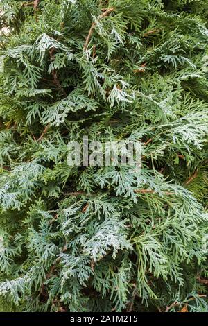 Thuya occidentalis - foglie di cedro coperte di mattina presto gelo in autunno Foto Stock