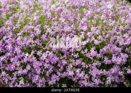 Mauve Phlox subulata in tarda primavera Foto Stock