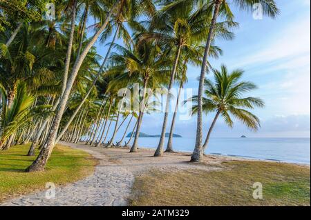 Jogger femmina sul sentiero che conduce attraverso una foresta di palme da cocco con isole tropicali nell'oceano pacifico a Palm Cove spiaggia nel Queensland. Foto Stock