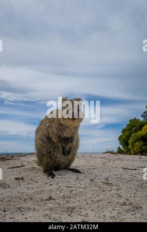 Una quokka si staglia contro il cielo sull'isola di Rottnest in Australia Occidentale. Foto Stock
