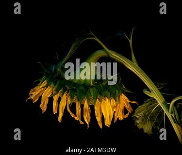 Girasole morente appassente che ricorda la sellità e la solitudine della vecchiaia e l'amore appassito nel colore, vista laterale, sullo sfondo nero Foto Stock