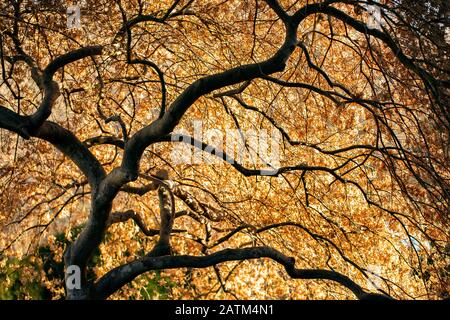Acero Giapponese Albero (Acer Palmatum) - Arboretum Del North Carolina, Asheville, Carolina Del Nord, Stati Uniti Foto Stock