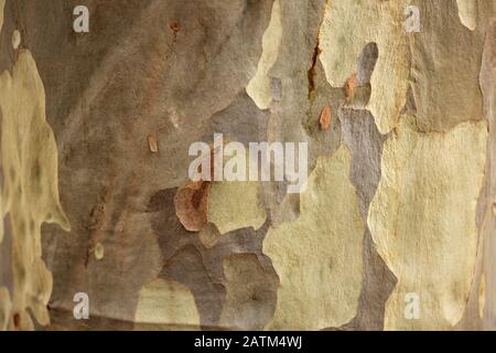 Corteccia di un albero australiano della gomma dell'eucalyptus Foto Stock