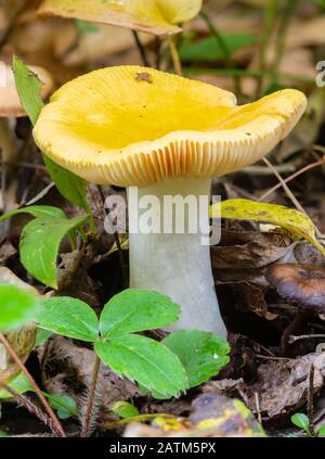 Una palude gialla, claroflava Russula, fungo con tappo capovolto che mostra branchie bianche cremose, Alberta centrale Canada Foto Stock