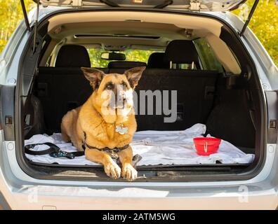 Un cane da pastore tedesco, Canis lupus familiaris, situato sul retro di un Subaru Outback. Foto Stock