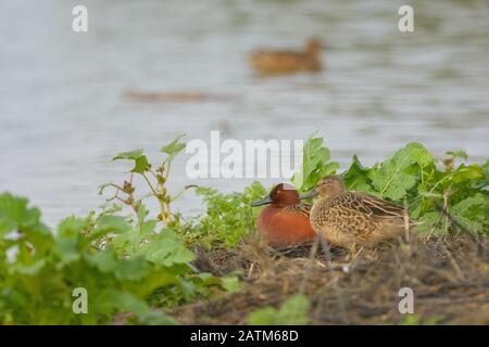 Anatre di cinnamon teal che si posano sulla vegetazione di terra Foto Stock