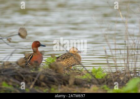 Anatre di cinnamon teal che si posano sulla vegetazione di terra Foto Stock