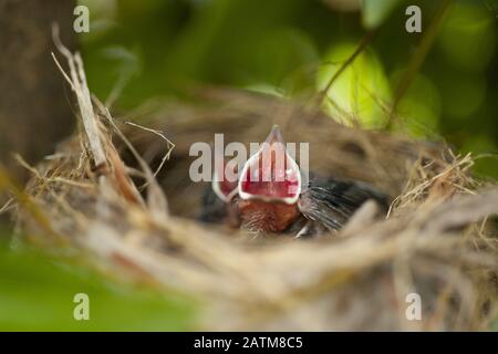 Bambino Bulbul Con Ventilazione Leggera Foto Stock