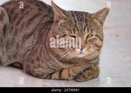 primo piano di grande tigre maschio gatto Foto Stock