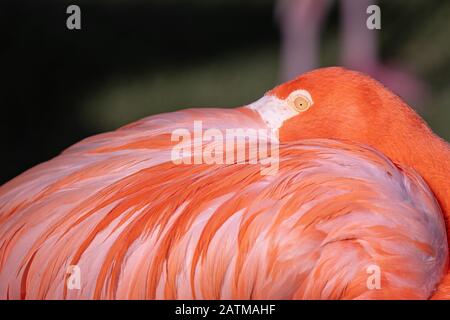 Da vicino ritratto di un fenicottero rosa che nasconde il suo becco di piume su una schiena Foto Stock