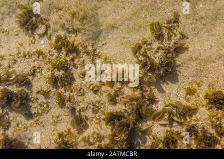 Fondo marino di vita subacquea, piante di alghe marine sotto superficie trasparente di acqua oceanica. Alghe oceaniche nella sabbia e acque limpide sfondo natura Foto Stock