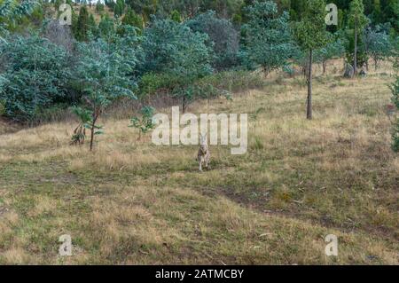 Il canguro australiano grigio orientale si erge nell'erba e guarda la macchina fotografica con alberi di eucalipto sullo sfondo. Canguro nativo animale selvatico Foto Stock