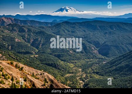 Mount Adams, 48 km circa, vista dal Windy Ridge Trail, Mount St Helens National Volcanic Monument, Washington state, USA Foto Stock