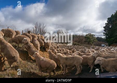 Mandria di pecore che bloccano la strada di campagna mentre si sposta al nuovo pascolo. Infrastrutture rurali con bestiame domestico, allevamento di ovini Foto Stock