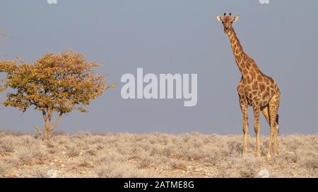 Giraffe all'alba nel Parco Nazionale di Etosha in Namibia. Foto Stock