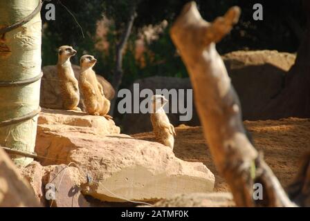 Zoo Di Valencia Spagna. Bioparc Valencia. Zoo di nuova generazione con filosofia di immersione zoo. Collezione di fauna africana. Meerkats Foto Stock