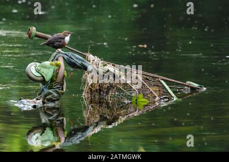 Penetratore bianco-thromated (incluss cinclus) appollaiato su un carrello di shopping scartato nel fiume Kent Foto Stock