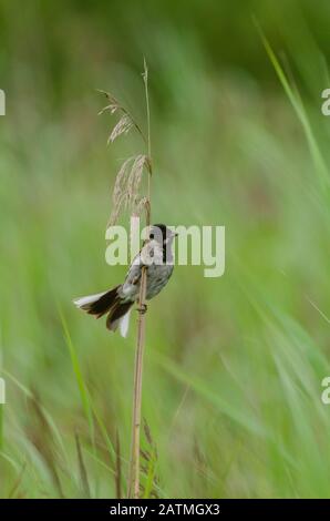 Coniglietto comune di canne (Emberiza schoeniclus) in mostra mentre appollaiato su una canna di phragmites Foto Stock