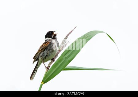 Coniglietto di canna comune (Emberiza schoeniclus) arroccato sulla cima di una canna di Phragmites Foto Stock