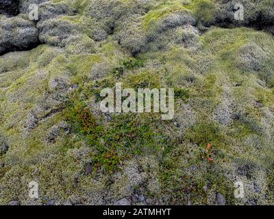 Particolare del tappeto di muschio, muschio e lichen sui campi di lava. Islanda bellissimo paesaggio. Foto Stock