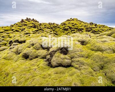 Tappeto di muschio, muschio e lichen sui campi di lava. Islanda bellissimo paesaggio. Foto Stock