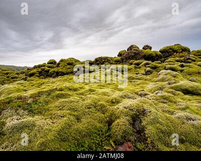 Tappeto di muschio, muschio e lichen sui campi di lava. Islanda bellissimo paesaggio. Foto Stock