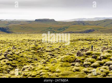 Vista panoramica del tappeto di muschio, muschio e lichen sui campi di lava. Islanda bellissimo paesaggio. Foto Stock