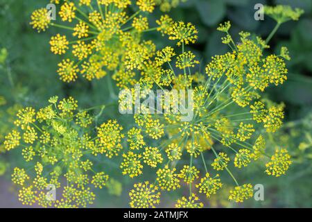 Giardino pianta sfondo, fioritura ombrelloni closeup. Fiori profumati Anethum graveolens vista dall'alto. Foto Stock