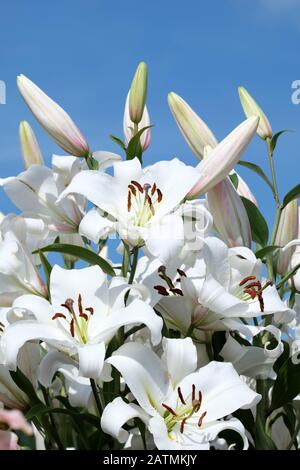 Primo piano di fiori bianchi di Lilium 'Agostini', giglio 'Agostini', tromba orientale giglio 'Agostini' Foto Stock
