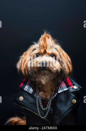 adorabile piccolo punk cane indossando una giacca in pelle, flanella e una catena collana Foto Stock