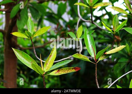 Pianta tropicale 'Sefrera' che diffonde foglie lussureggianti Foto Stock